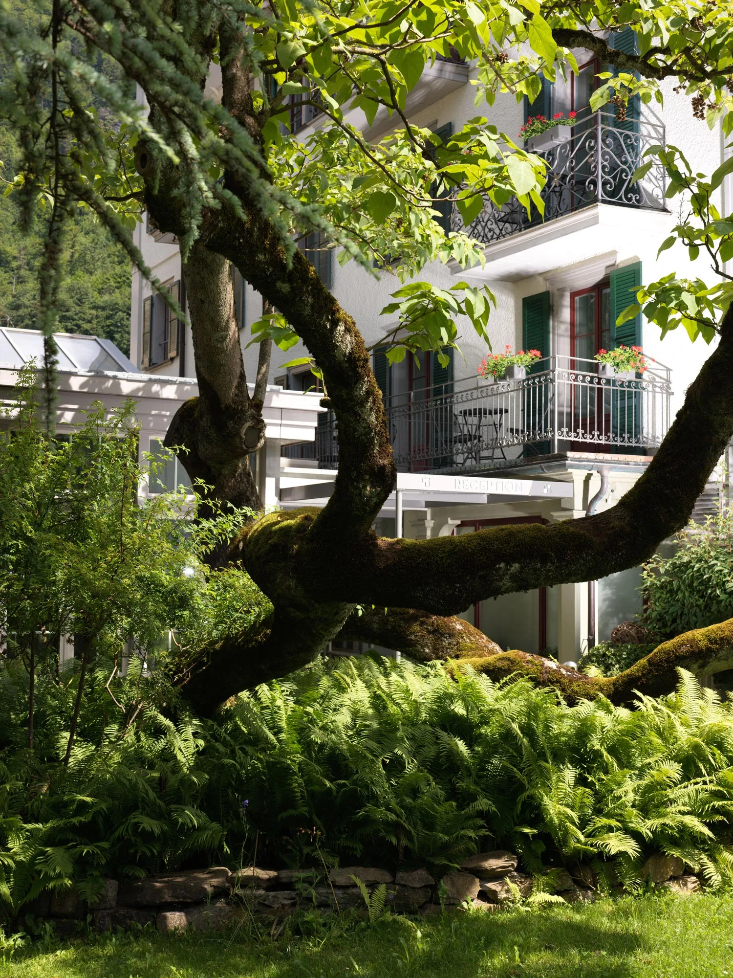 Ein üppiger Garten mit Farnen und einem großen, moosbedeckten Baum steht vor einem weißen Gebäude mit grünen Fensterläden, Balkonen und Blumenkästen, eingebettet in eine friedliche, sonnendurchflutete Umgebung.