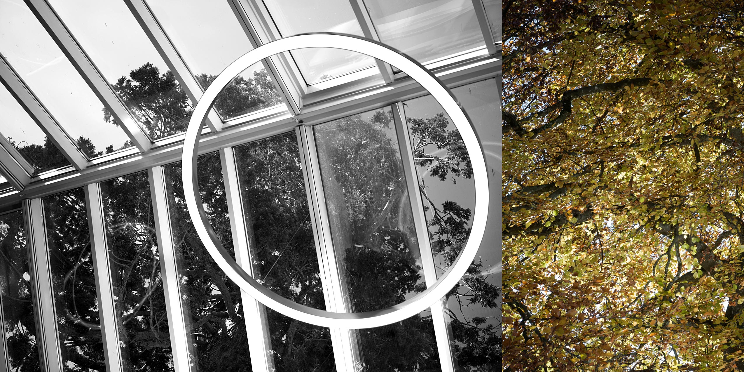 Von einer Glasdecke hängt eine runde Leuchte, in der sich links die Bäume draußen spiegeln, während rechts eine Nahaufnahme goldener Herbstblätter auf den Zweigen zu sehen ist.