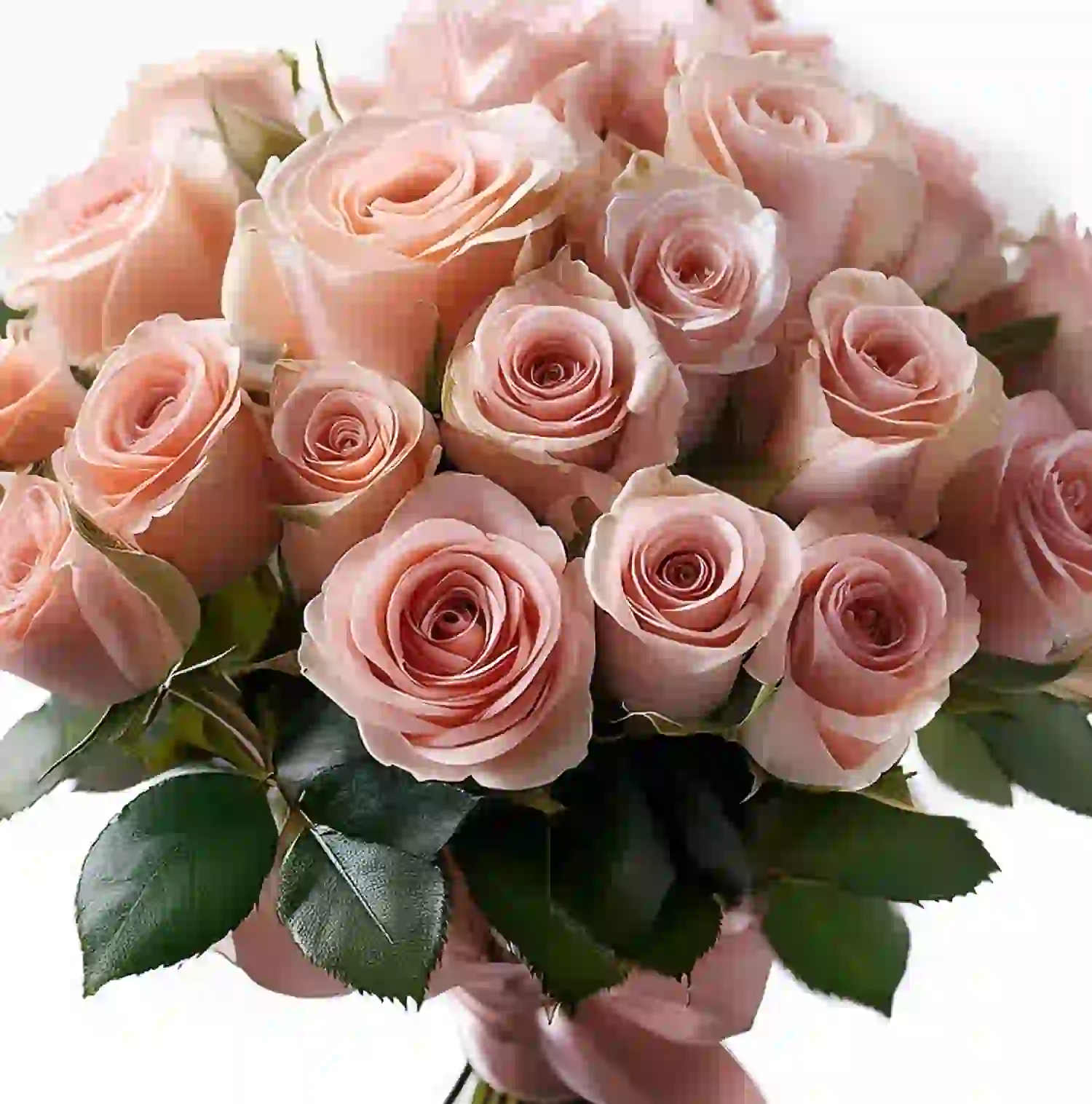 Ein Strauß blassrosa Rosen mit üppigen grünen Blättern, dicht an dicht vor einem weißen Hintergrund angeordnet – perfekt zum Verschenken in Verwöhnpaketen, um Freude und Eleganz zu bringen.