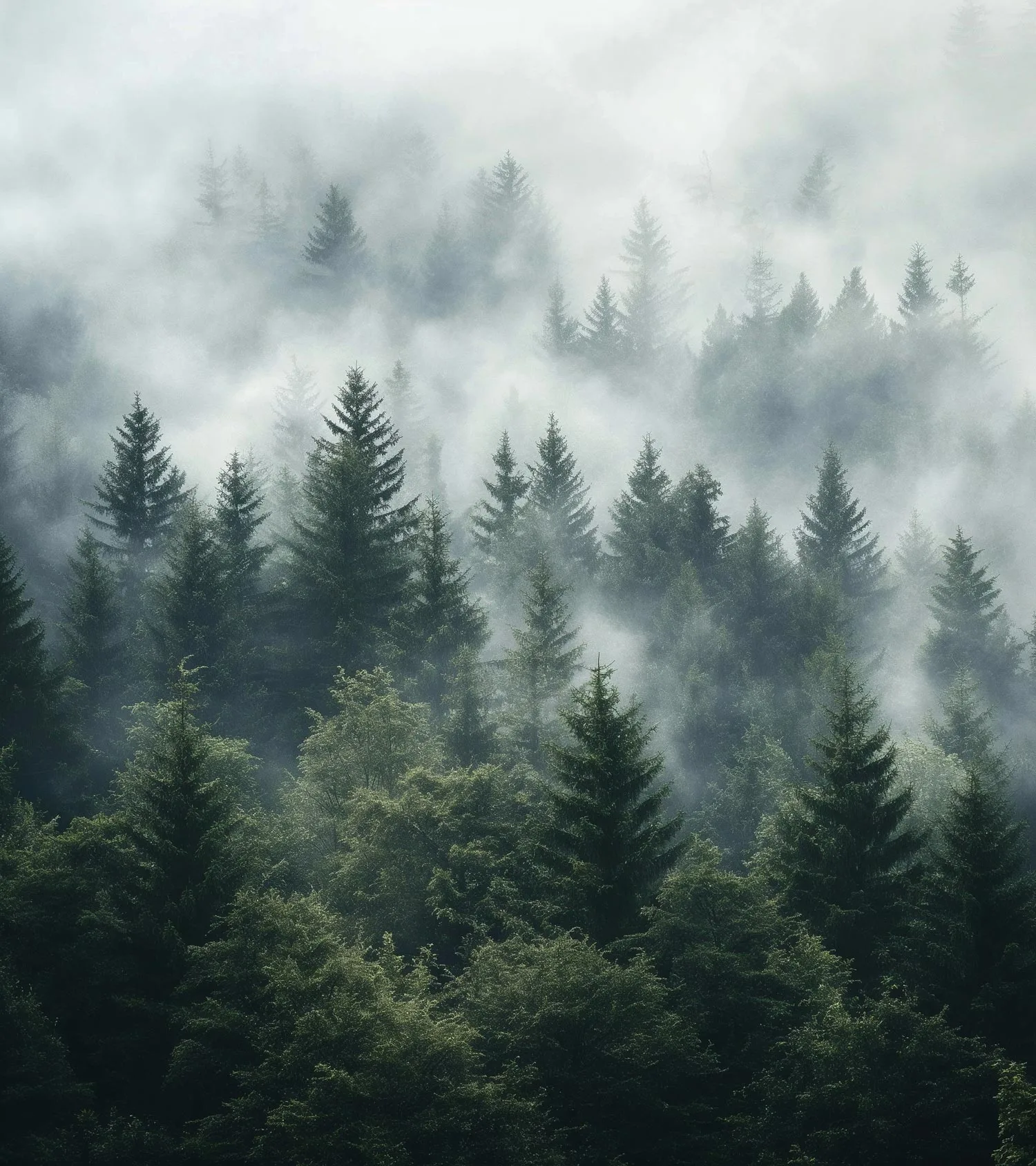Dichter, immergrüner Wald mit hohen Kiefern, eingehüllt in dichten Nebel, der eine geheimnisvolle und ruhige Atmosphäre schafft. Der Nebel zieht durch die Bäume und verdeckt teilweise den Hintergrund.